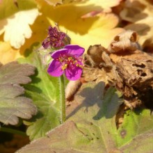 Geranium macrorrhizum