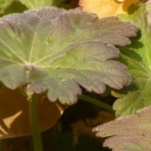 Geranium macrorrhizum