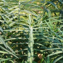 Euphorbia lathyris