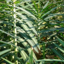 Euphorbia lathyris