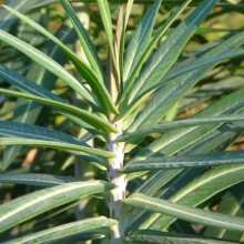 Euphorbia lathyris