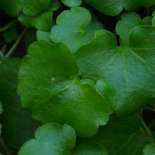 Saxifraga rotundifolia