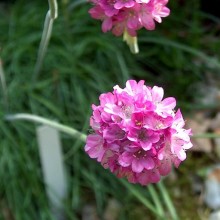 Armeria maritima