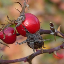 Rosa sicula | šípek