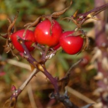 Rosa sicula
