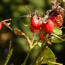 Rosa rubiginosa | šípek