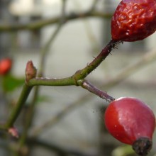 Rosa agrestis