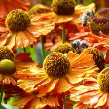 Helenium hybr. 'Kupferzwerg'
