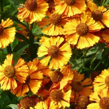 Helenium hybr. 'Kupferzwerg'