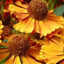 Helenium hybr. 'Kupferziegel'