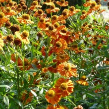 Helenium hybr. 'Riverton Gem'