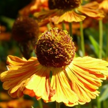 Helenium hybr. 'Riverton Gem'