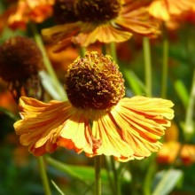 Helenium hybr. 'Riverton Gem'