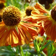 Helenium hybr. 'Riverton Gem'