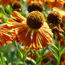 Helenium hybr. 'Riverton Gem'