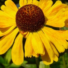 Helenium hybr. 'Wyndley'