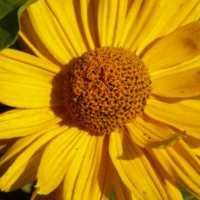 Heliopsis helianthoides scabra 'Mars'