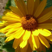 Heliopsis helianthoides scabra 'Mars'