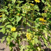 Heliopsis helianthoides scabra 'Mars'