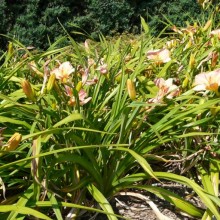 Hemerocallis hybr. 'Chicago Petticoats'