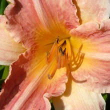 Hemerocallis hybr. 'Chicago Petticoats'