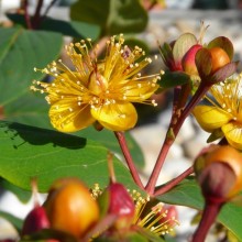 Hypericum androsaemum
