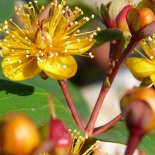 Hypericum androsaemum