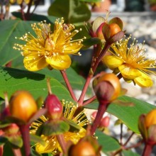 Hypericum androsaemum