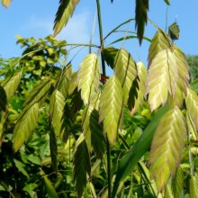 Chasmanthium latifolium