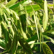 Chasmanthium latifolium