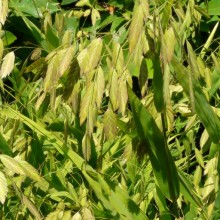 Chasmanthium latifolium