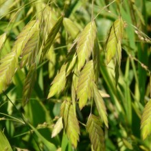 Chasmanthium latifolium