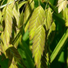 Chasmanthium latifolium