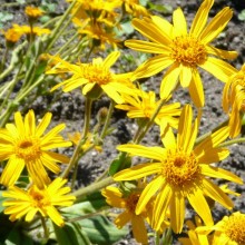 Arnica montana