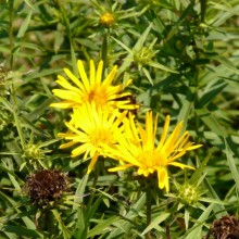 Inula ensifolia