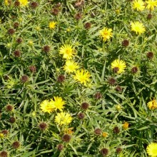 Inula ensifolia