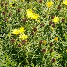 Inula ensifolia