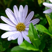 Kalimeris incisa 'Blue Star'