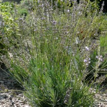 Lavandula x intermedia 'Sumian'