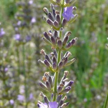 Lavandula x intermedia 'Sumian'