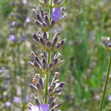 Lavandula x intermedia 'Sumian'