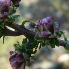 Liatris aspera 