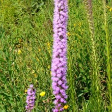 Liatris pycnostachya
