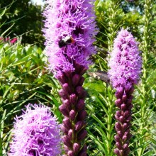 Liatris spicata