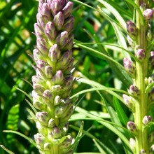 Liatris spicata