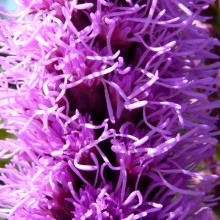 Liatris spicata