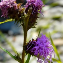 Liatris squarrosa