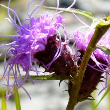 Liatris squarrosa | květ