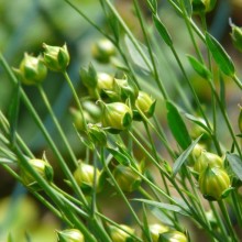 Linum usitatissimum | plody
