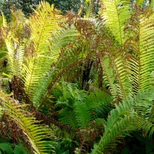 Matteuccia struthiopteris